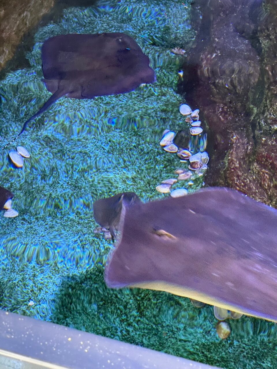 LINE ALBUM 0717基隆小旅行 240718 17