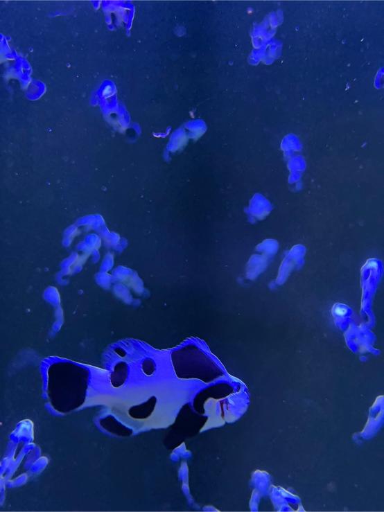 LINE ALBUM 20240717 基隆海科館 240719 42