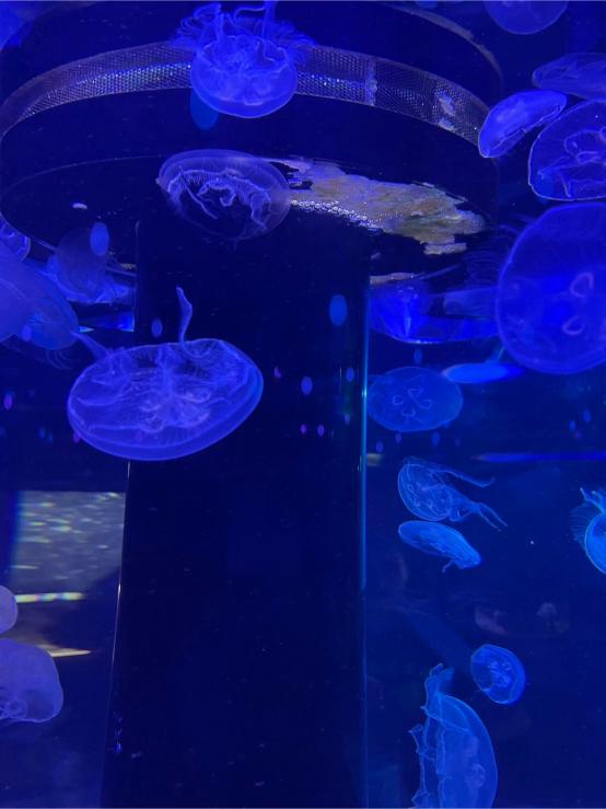 LINE ALBUM 20240717 基隆海科館 240719 69