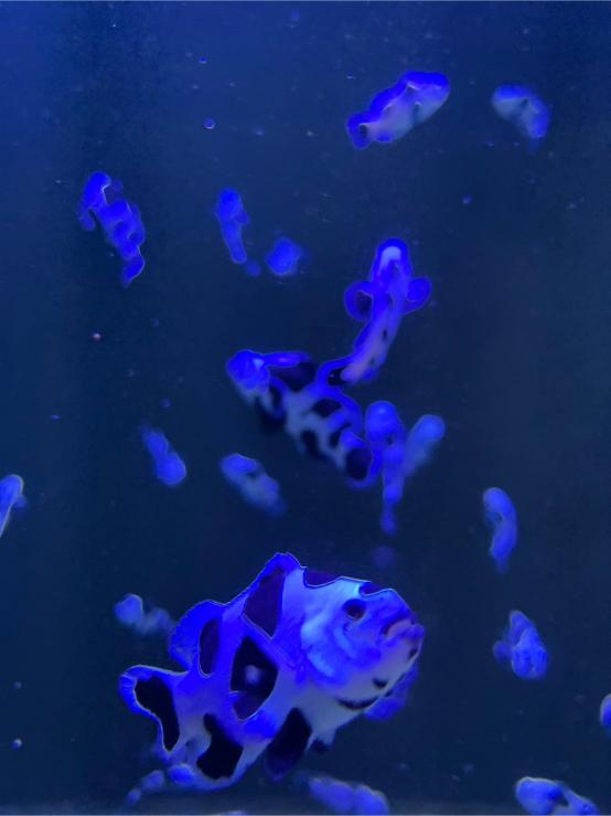 LINE ALBUM 20240717 基隆海科館 240719 94