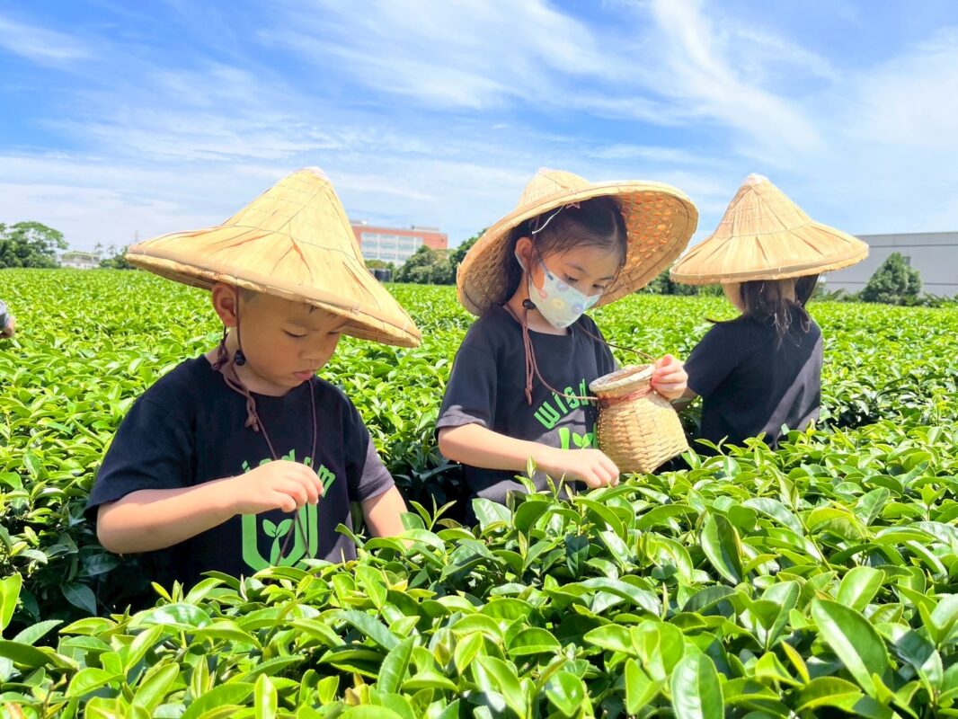 小幼幼採茶