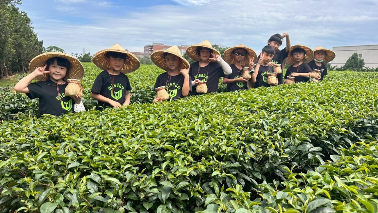 jupiter採茶