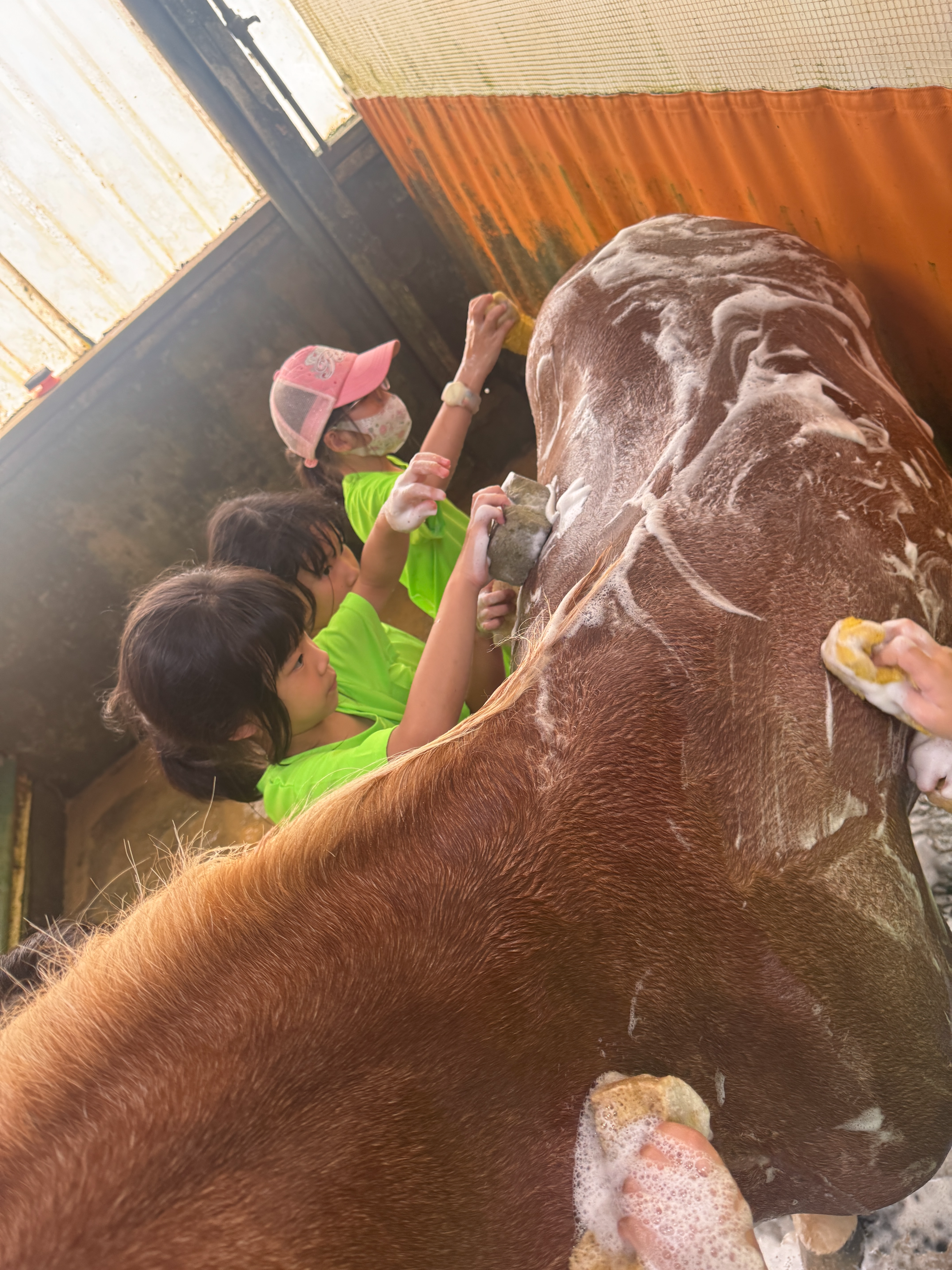 2026 Summer Camp 0806 bens equestrian club
